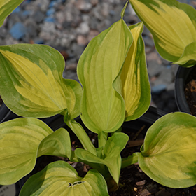 Plant Photo 3