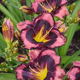 Plant Photo 7