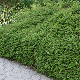 Plant Photo 1