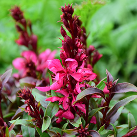 Plant Photo 1