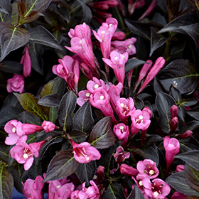 Plant Photo 6