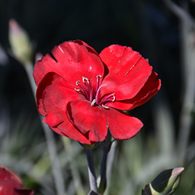 Plant Photo 6