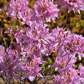 Plant Photo 5
