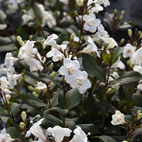 Plant Photo 9