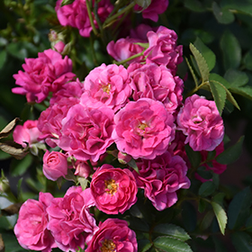 Plant Photo 2