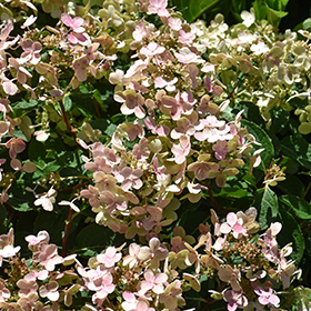 Plant Photo 10