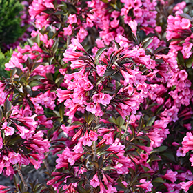 Plant Photo 5